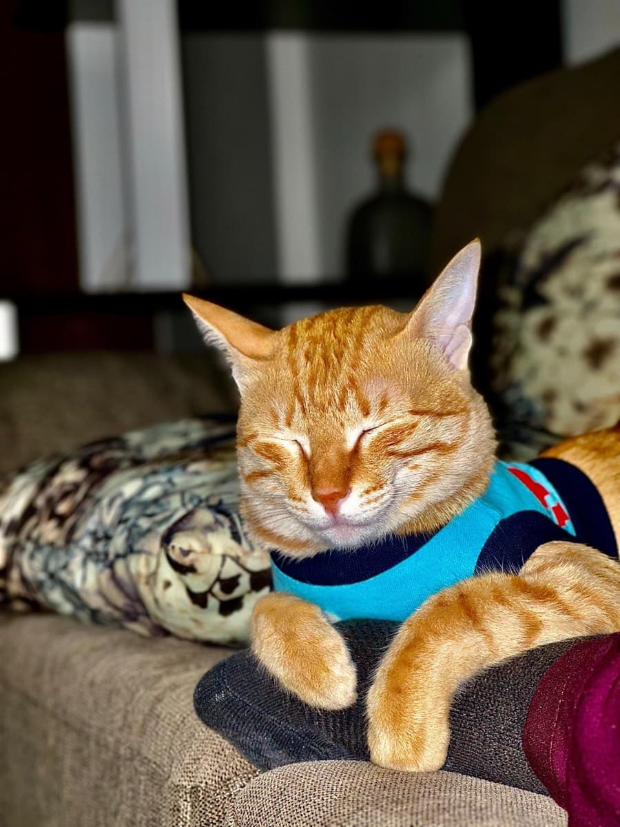 A cat staying at The Purring Lounge