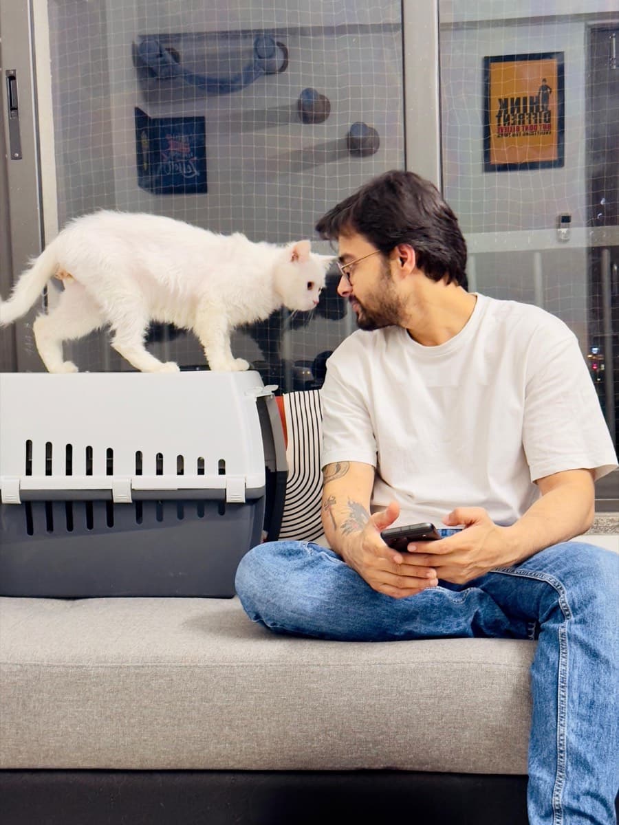 A cat staying at The Purring Lounge