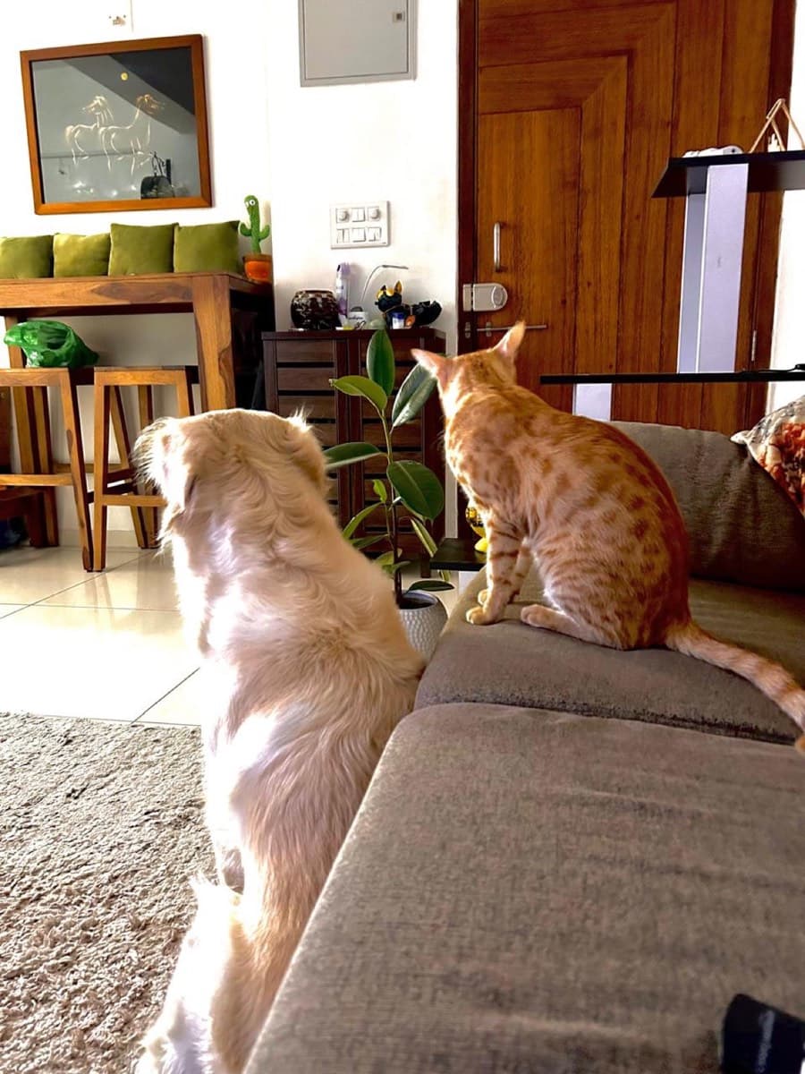 A cat staying at The Purring Lounge