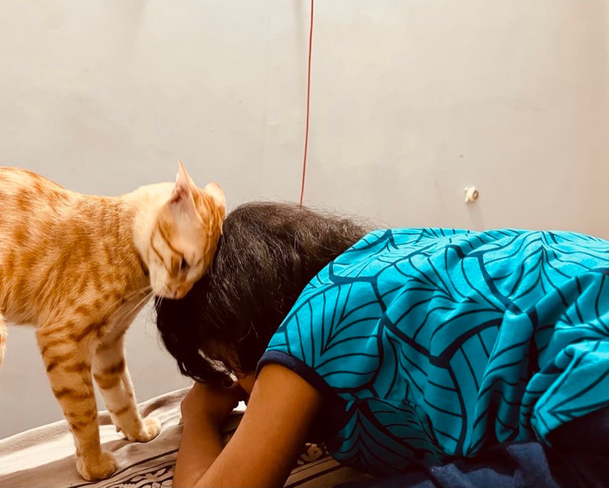 A cat staying at The Purring Lounge