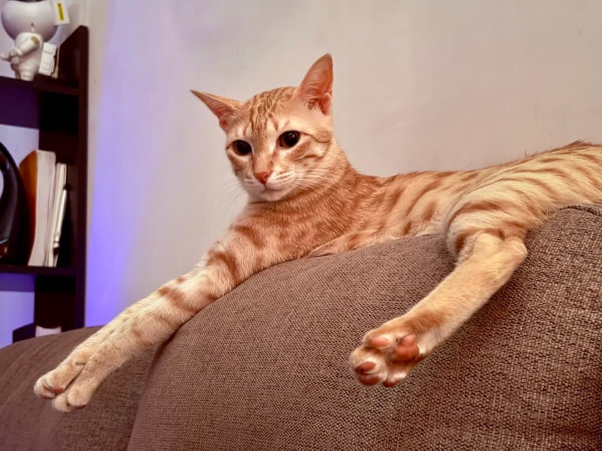 A cat staying at The Purring Lounge