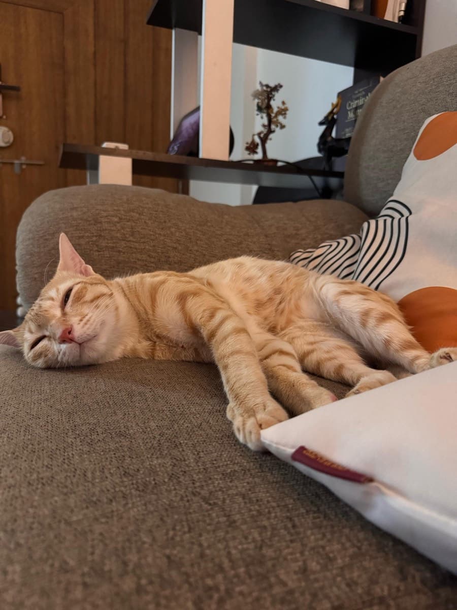 A cat staying at The Purring Lounge