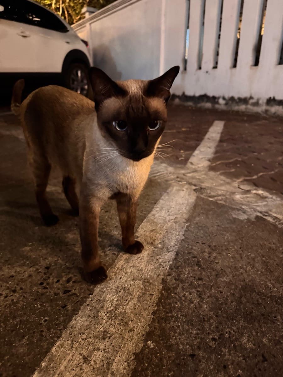 A cat staying at The Purring Lounge