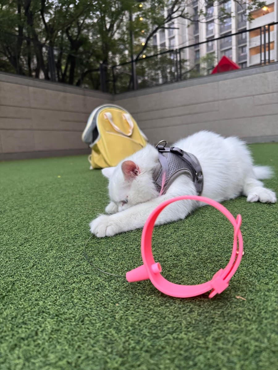 A cat staying at The Purring Lounge