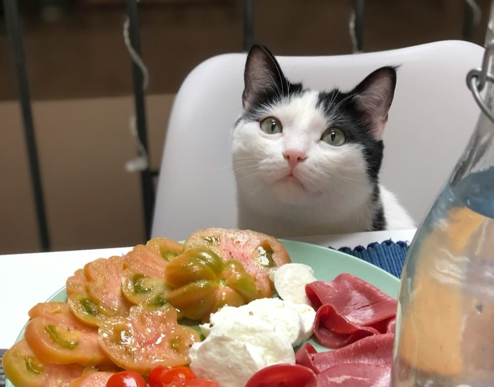 Freshly prepared cat meal tailored to dietary needs