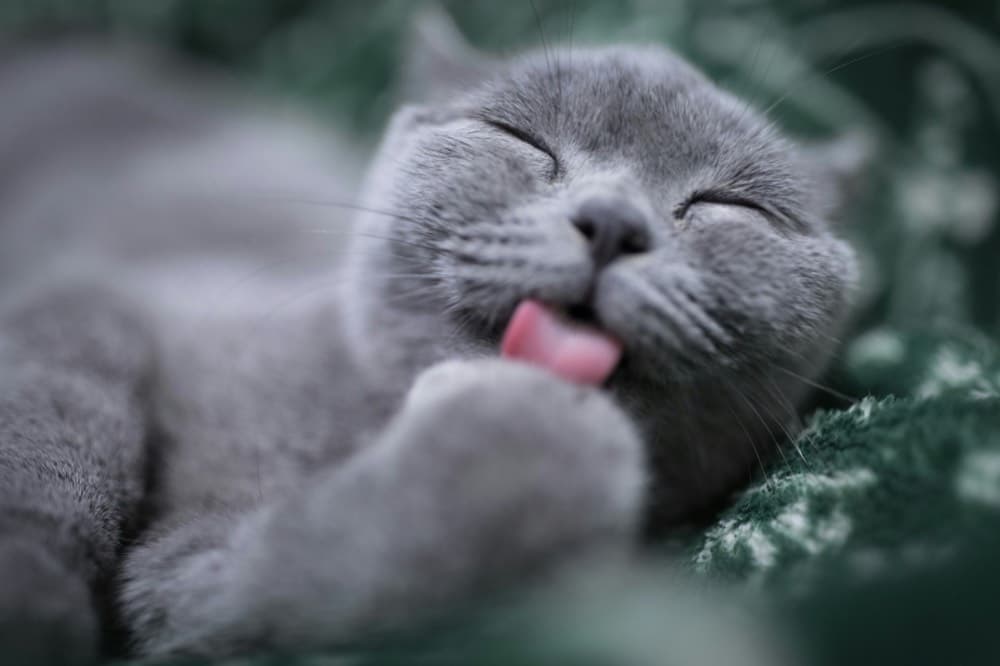 Cat enjoying day care activities